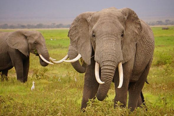wild-elephants-1724217_640_opt
