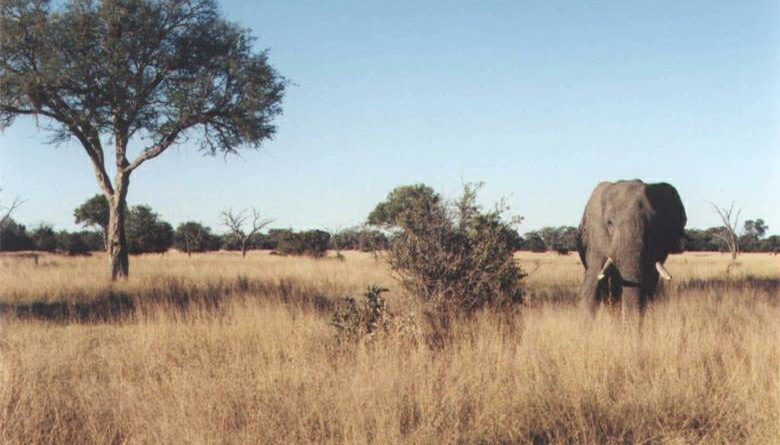 savana slon